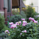 Summer Cape May NJ Bed and Breakfast Savings